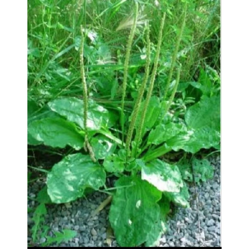 

Daun Ki urat fresh 500gr