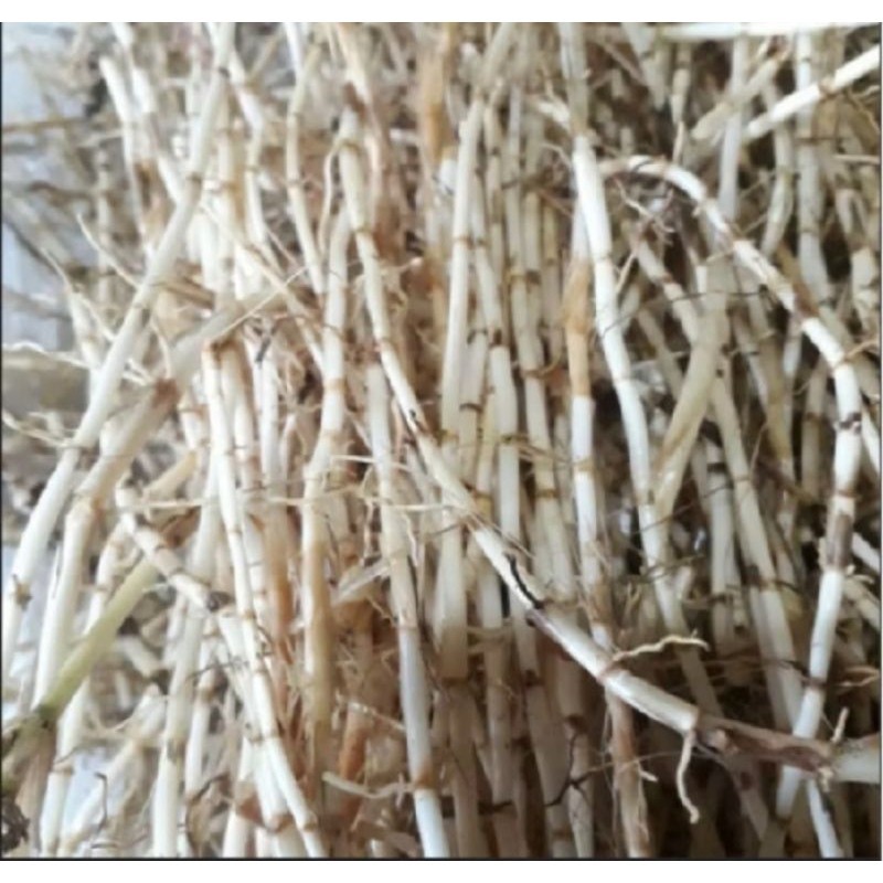 

Akar Alang Alang segar 500gr