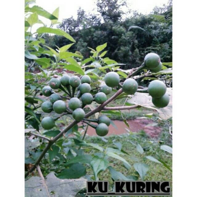 

100 Grm Takokak Tekokak Cepokak Terung Terong Pipit Solanum Torvum