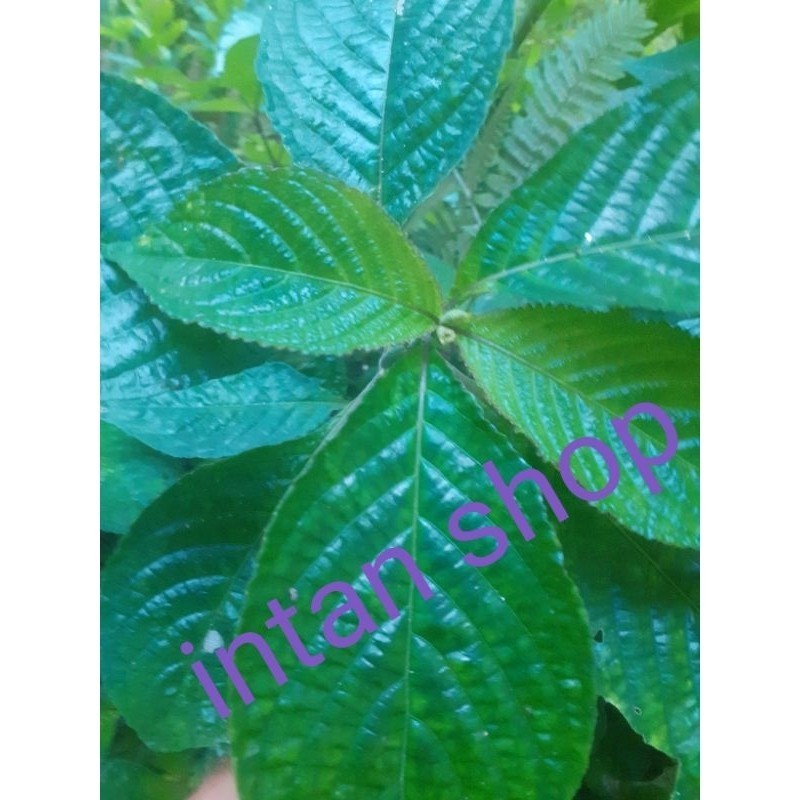 

New daun kiji bling daun herbal kiji bling 300 gr