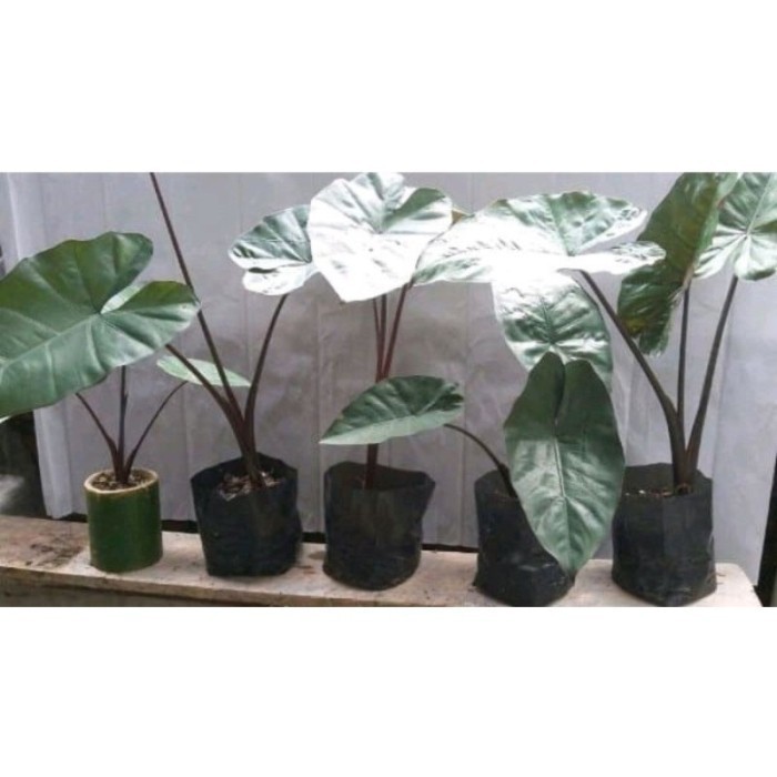 

Mew Bibit tanaman hias sente hitam - kompong hitam - keladi hitam - talas Terlaris .