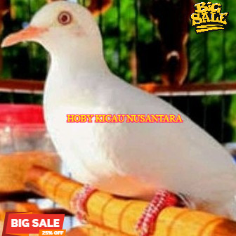 Burung Perkutut Putih Kapas asli katuranggan limited edition
