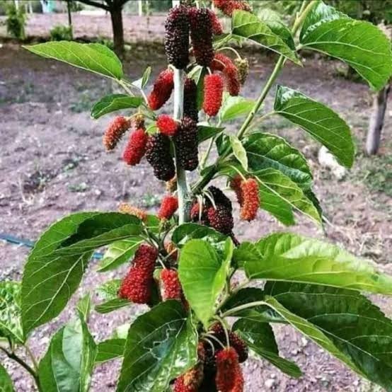 Bibit tanaman buah long murbei - bibit murbei panjang dan besar
