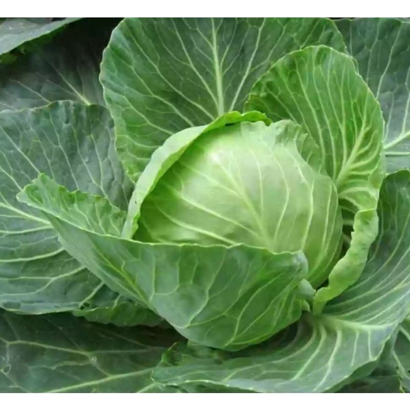 Bisa bayar di tempat - kol kubis hijau 15 biji bibit seed Benih Kol Kubis Hijau F1 Sehati Dataran Re