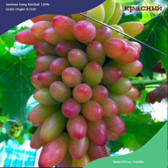 ALPUKAT KELUD KONDISI BERBUNGA