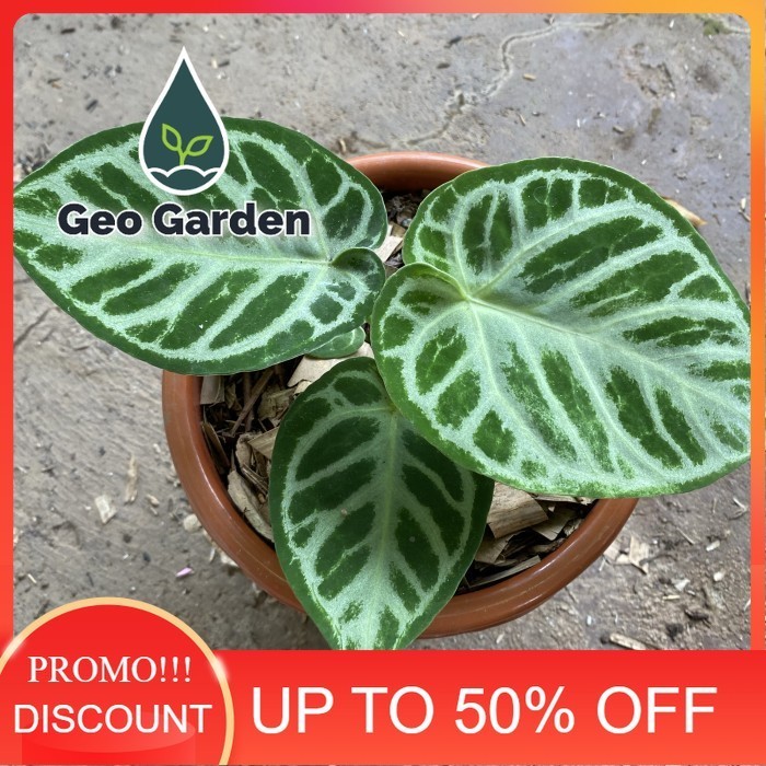 anthurium dorayaki silver