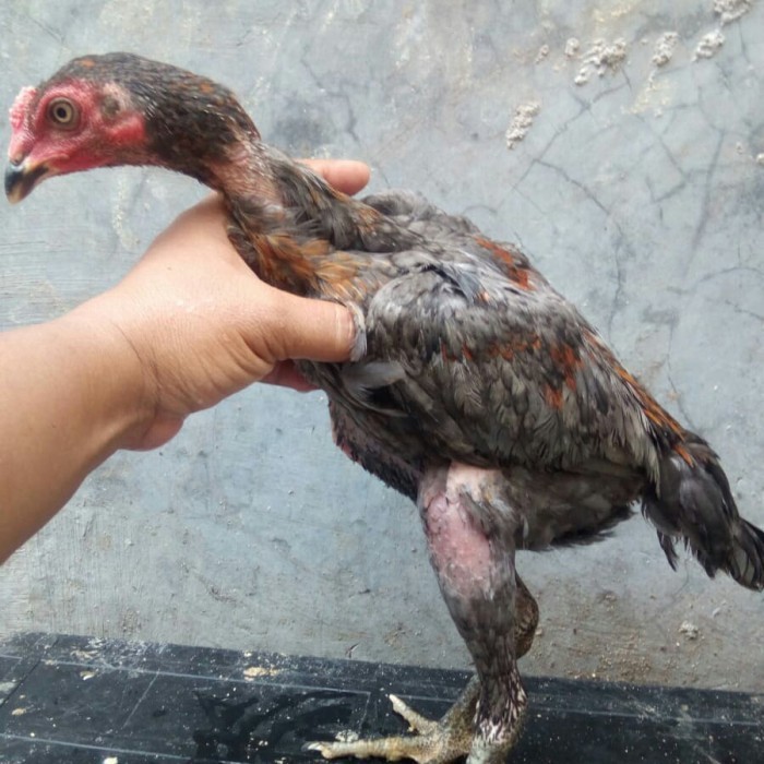Telur ayam Placker x Black bull jr 
usia 1 minggu
