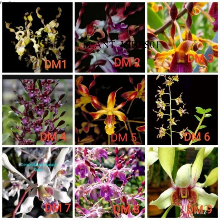 anggrek seedling dendrobium melintir