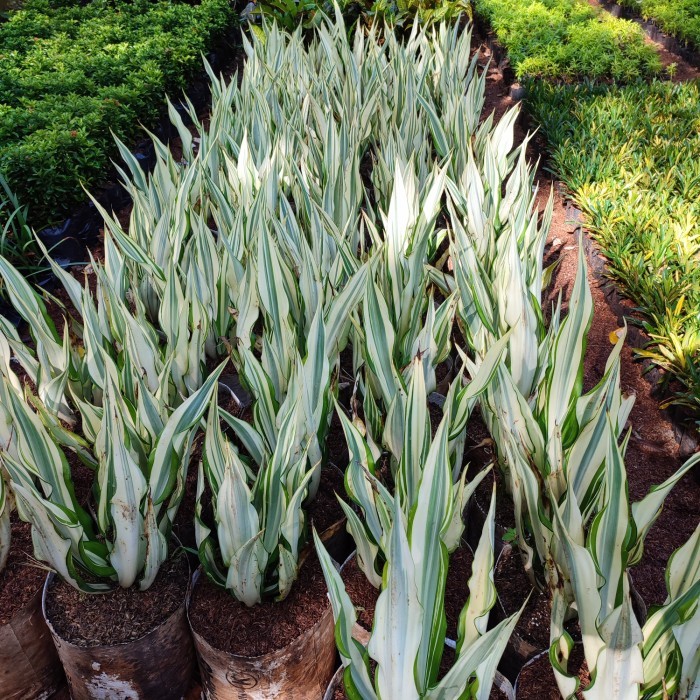 tanaman agave varigata - sansivera agave putih