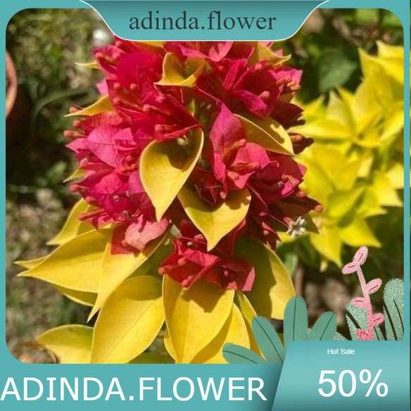 promo Tanaman Hias Bougenville Moonlight Jewel Ori Bougenville import terbaru