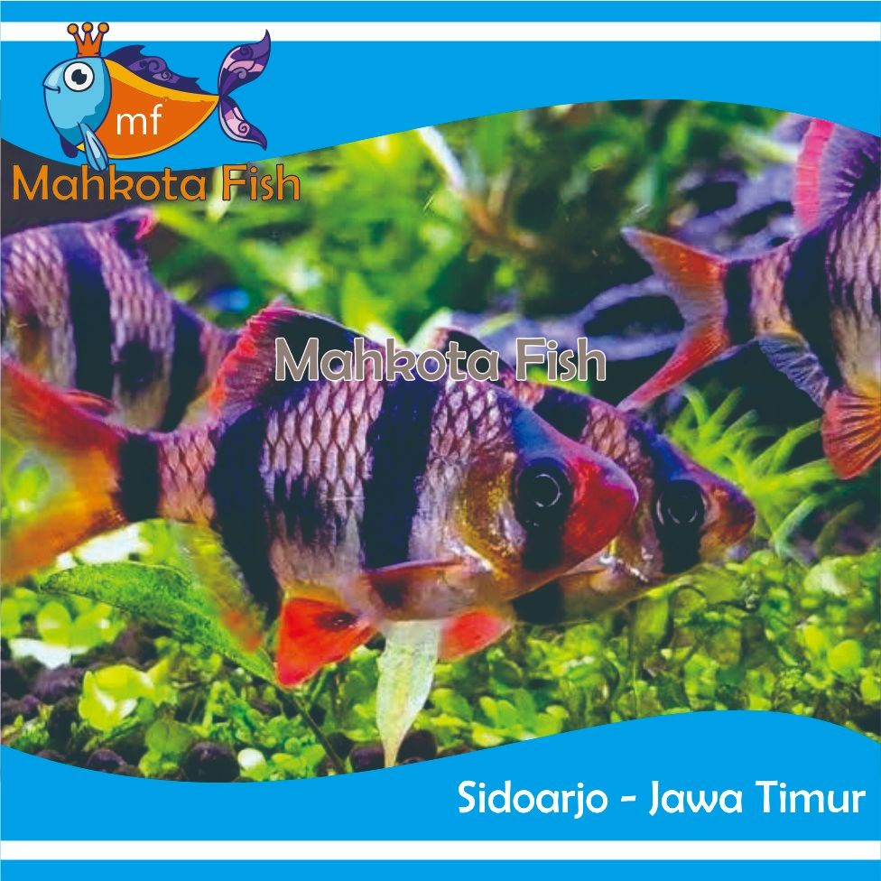Ikan SUMATRA | SUMATRA ALBINO | TIGER BARB SUMATRA | (KHUSUS INSTAN)