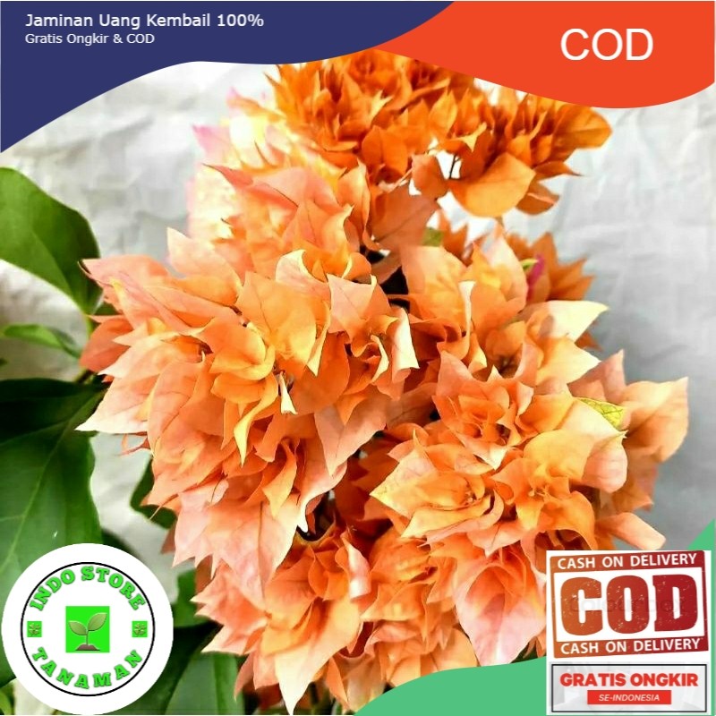 Bougenville Hawai Orange Bunga Hias (COD)