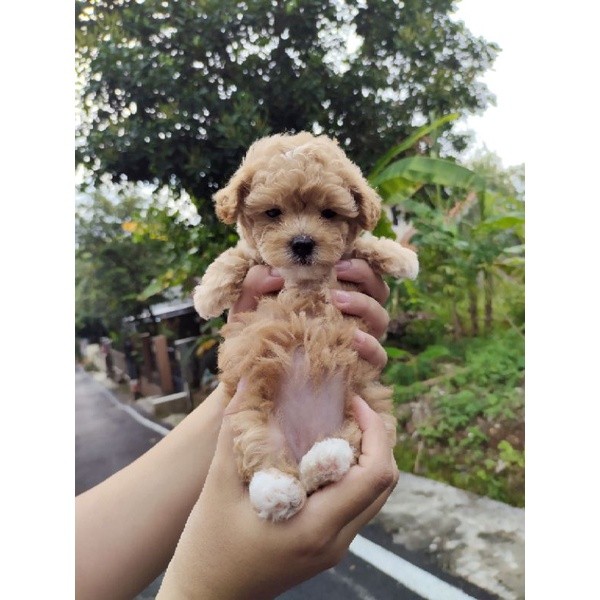 SUPER TINY RED FAWN TOY POODLE MALE FEMALE STAMBUM VAKSIN