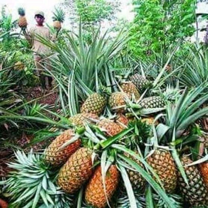 COD BIBIT TANAMAN BUAH NANAS BAGONG// BIBIT NANAS JUMBO Kualitas Unggul Terlaris Gratis Pupuk