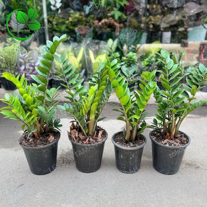 (TERLARIS) tanaman hias dollar zamia culcas pohon dollar zamia culcas