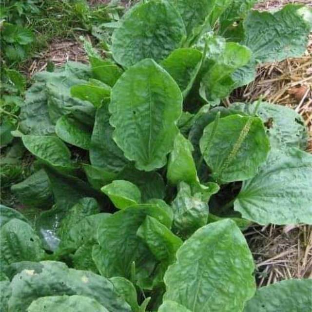 

Daun sendok sendokan segar per 500 gram