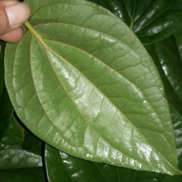 

Daun sirih Segar 250 gram daun pilihan fresh