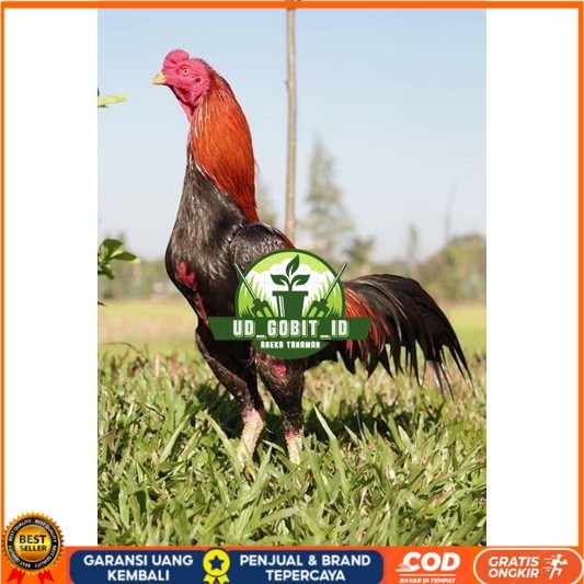 

3 EKOR TELUR BIRMA SUPER PROMO MURAH (COD) UD_GOBIT_ID