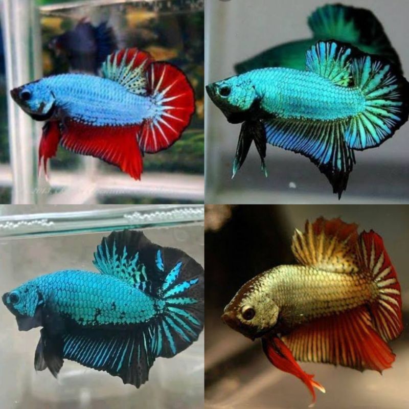 stiker Paket Isi 4 Ekor Cupang Plakat Dragon Random