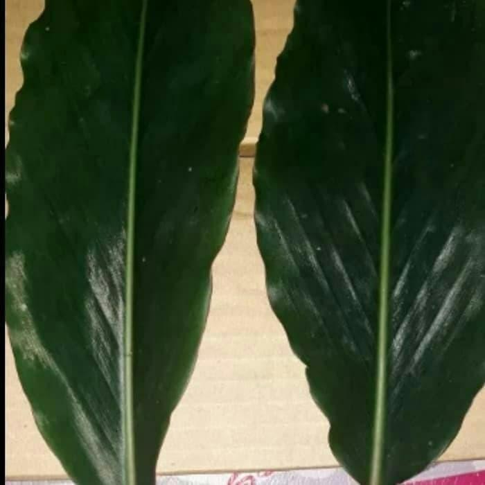 

Ready stok daun kecombrang merah dan hijau 1kg