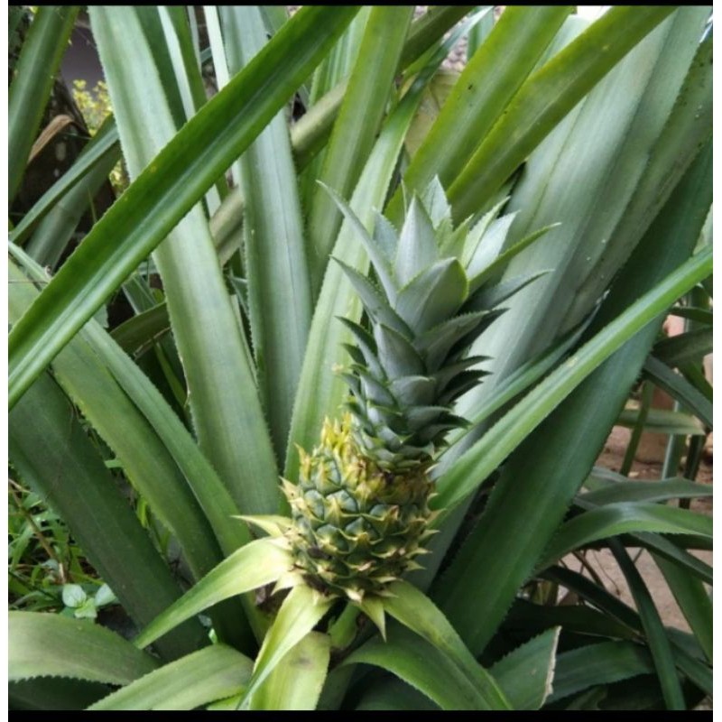 

buah nanas segar hijau langsung petik Rempah_herbalCo