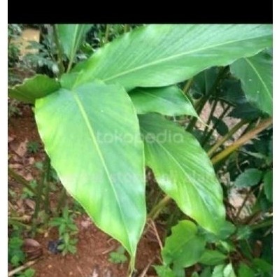 

9romo Daun kapol sgar 50 lmbar' daun herbal organik