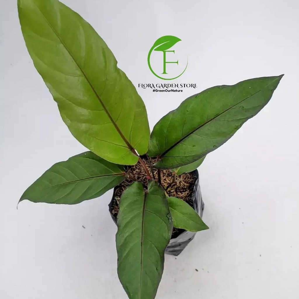 Tanaman Hias Anthurium Black Beauty - Anthurium Black Beauty