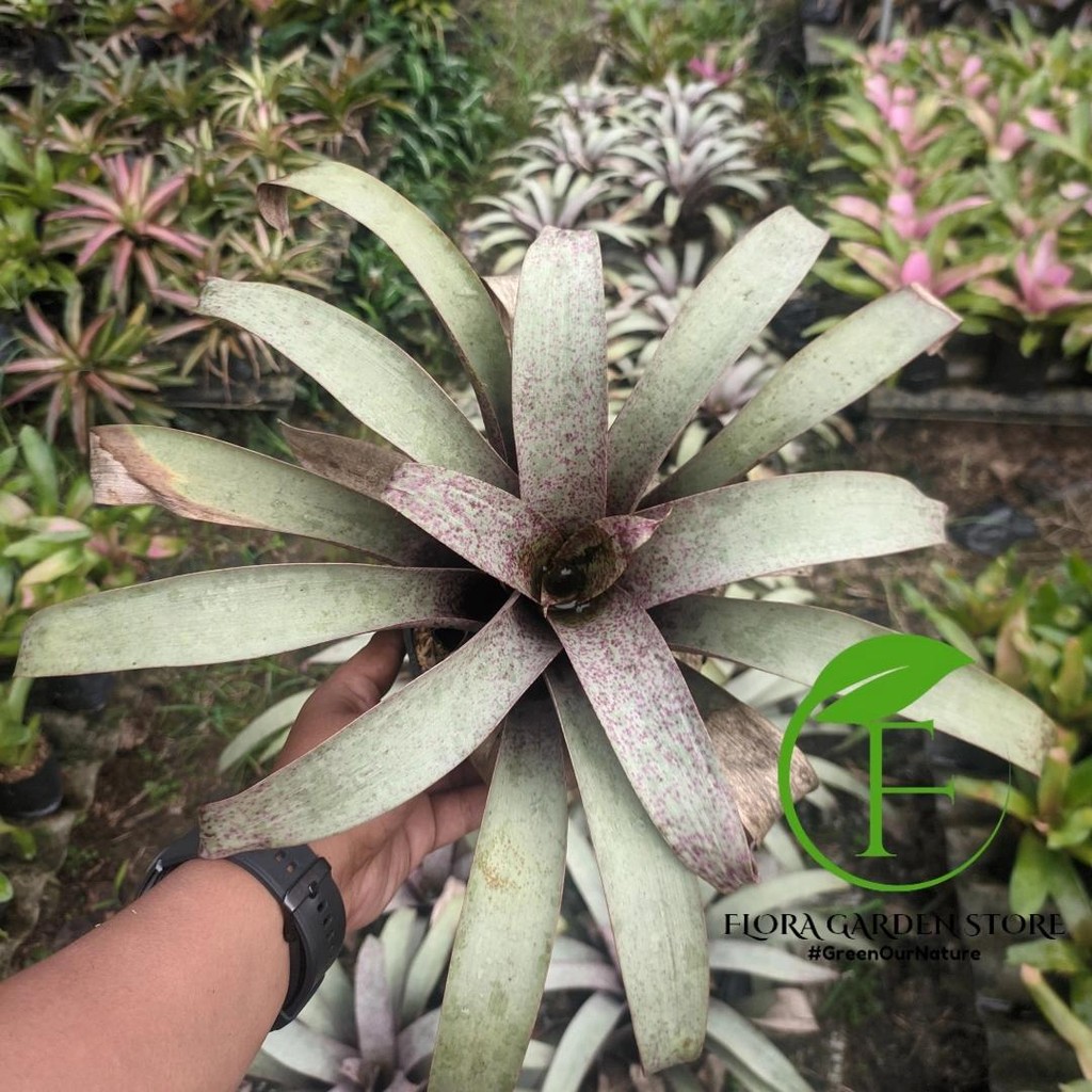 Tanaman Hias Bromelia Neoregelia Vriesea Saundersii / Bromelia Silver  / Bromelia Koleksi