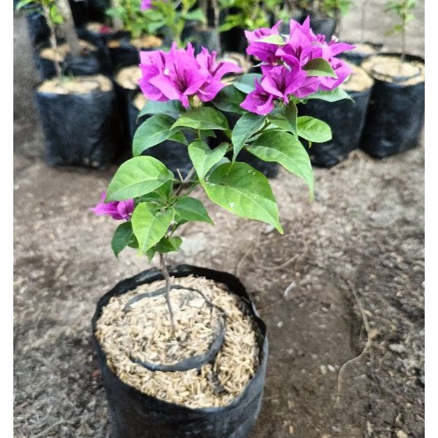 Bunga Hias Bunga Bugenvil Ekor Musang Ungu GRAFTING | Bougenville Ekor Musang Ungu cepat Berbunga