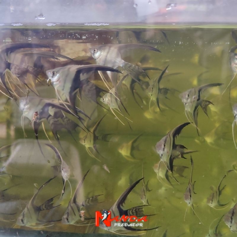 Ikan Hias Menfish Bw slayer / Blackwhite sleyer slayer air tawar