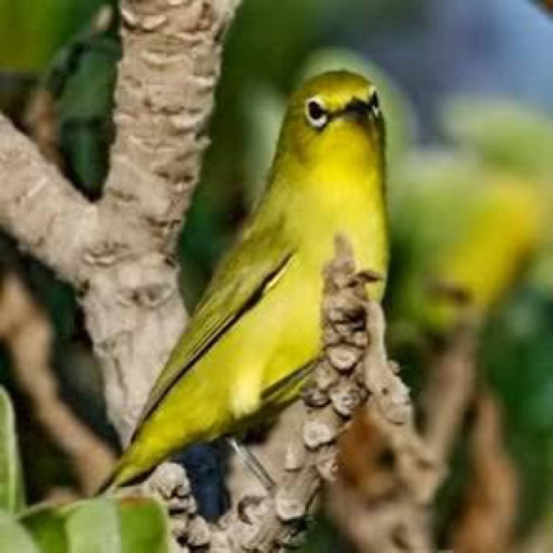 burung pleci dakun bali dakbal kacial pilihan super