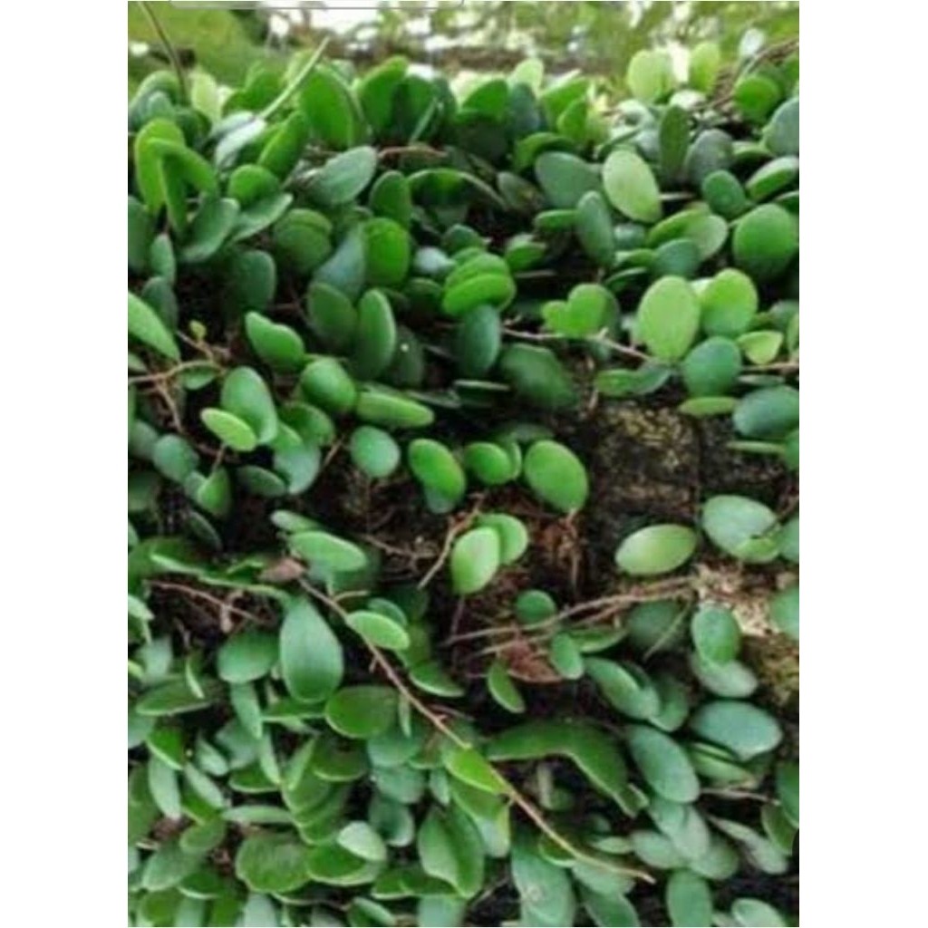 

Daun Sisik Naga untuk obat herbal berbagai macam penyakit per 200gram