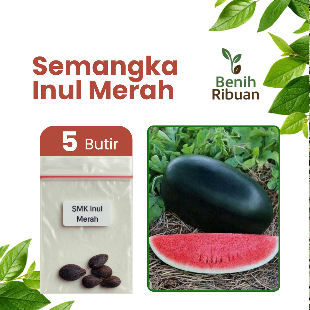 BENIH RIBUAN - Benih Unggul Buah Semangka Inul Merah Bibit Semangka Manis Segar Berkualitas
