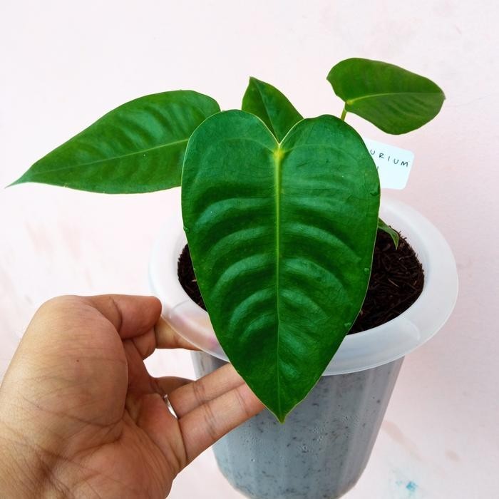 Tanaman hias anthurium veitchii narrow form original