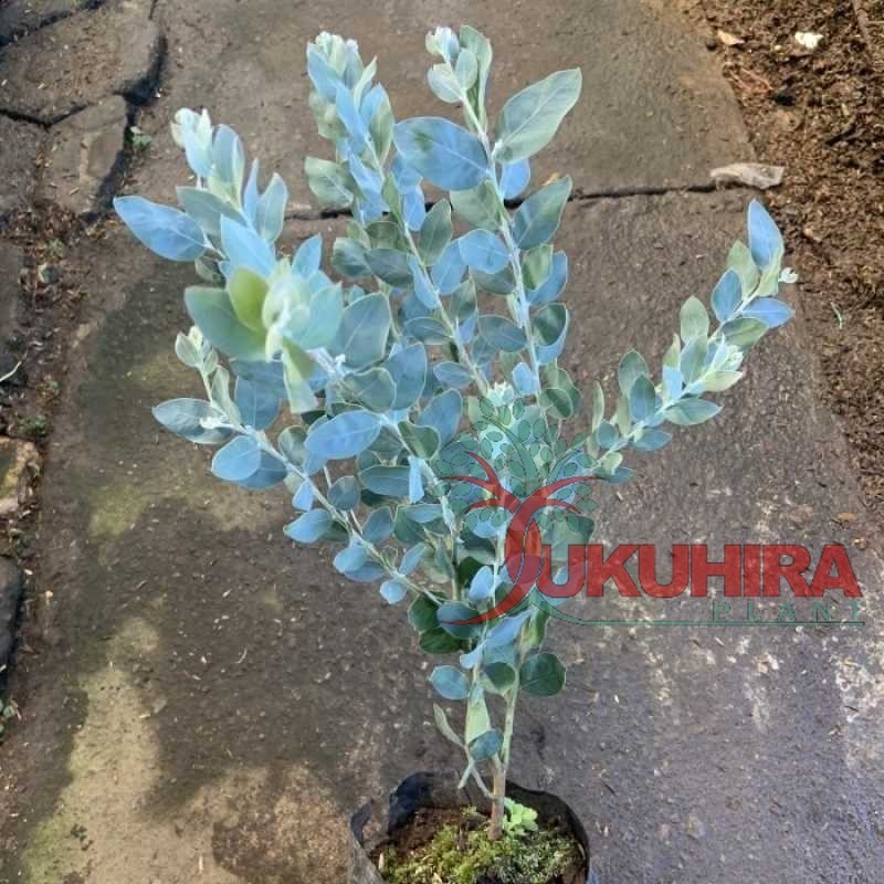 Tanaman Hias Silver Dollar - Bibit Tanaman Daun Memusa - Tanaman Eucalyptus Cinerea Silver Dekorasi