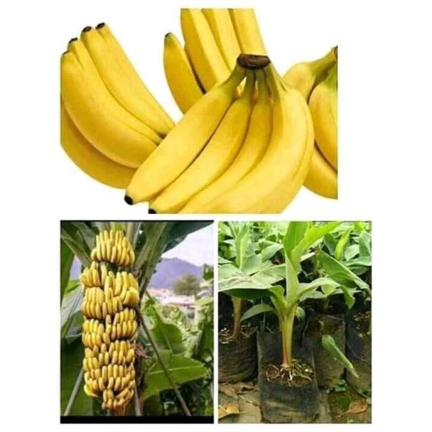 BIBIT PISANG AMBON KUNING