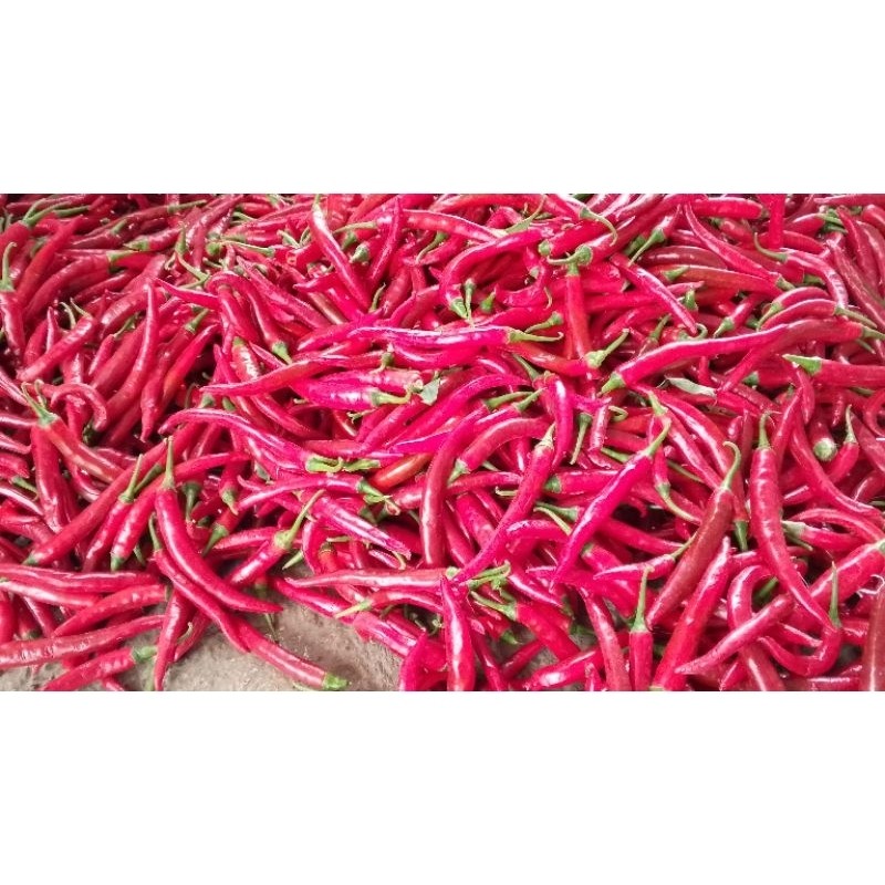

Paket cabe merah keriting Banyuwangi 1kg fresh