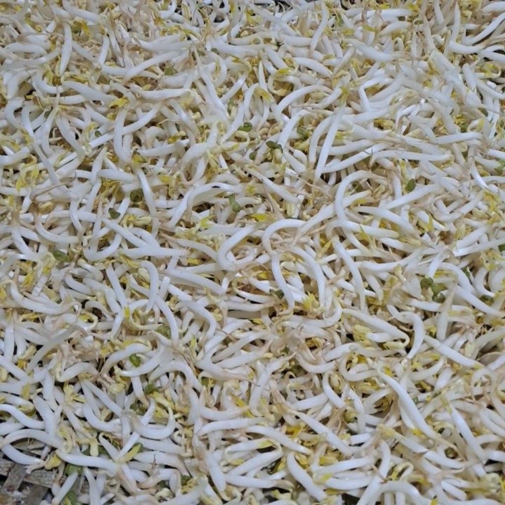 

Sayur Toge segar Bandung