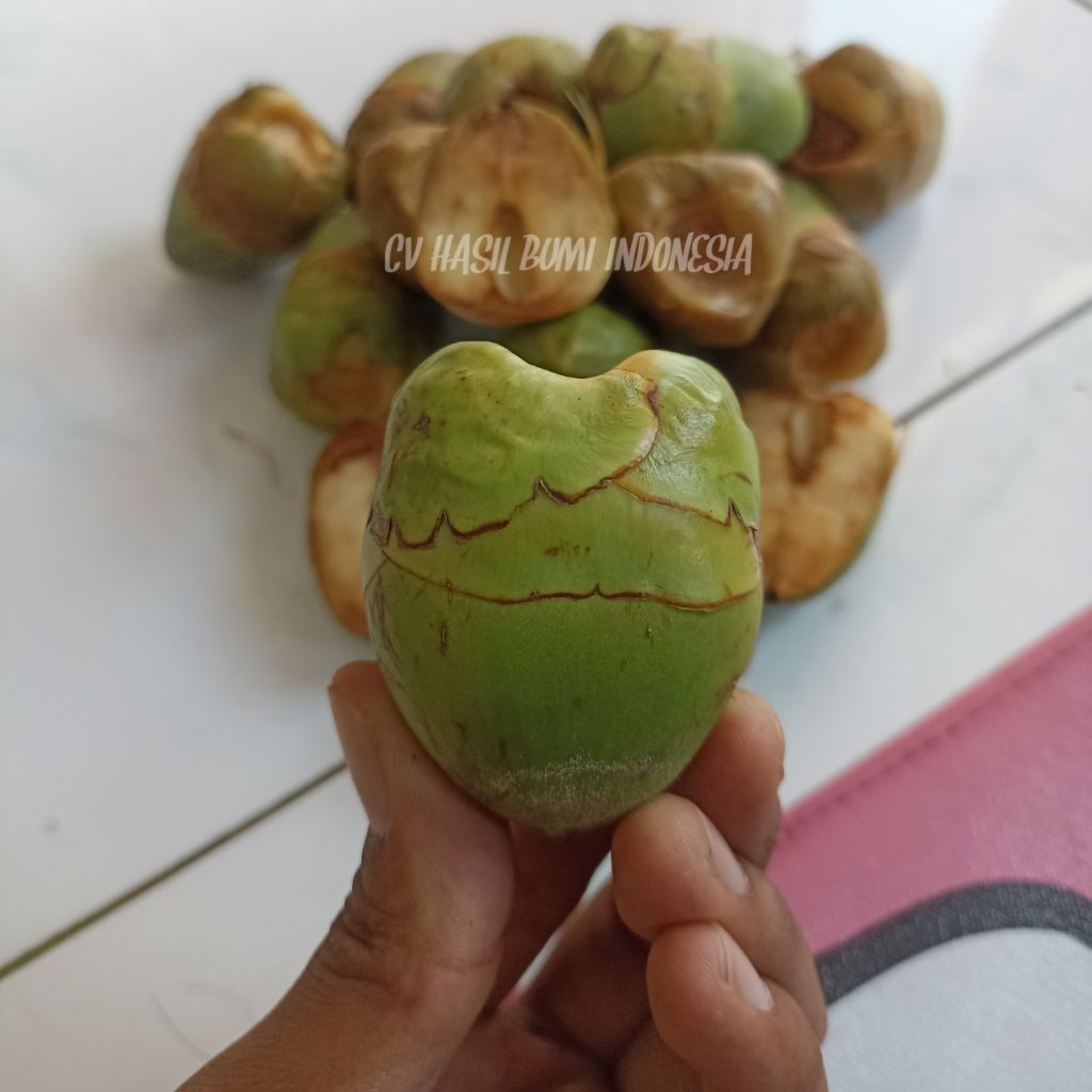 

[RS] Tembuluk Buah Kelapa Kecil Isi 10 Beluluk kelapa Pentil Segar Obat Herbal Diabetes Dan Kencing Manis