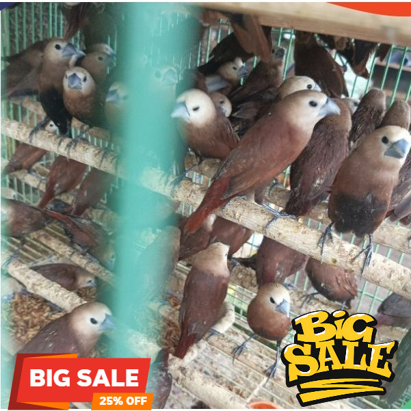 burung hidup Emprit Kaji - Burung Kaji - Bondol Kaji - Emprit Kepala Putih