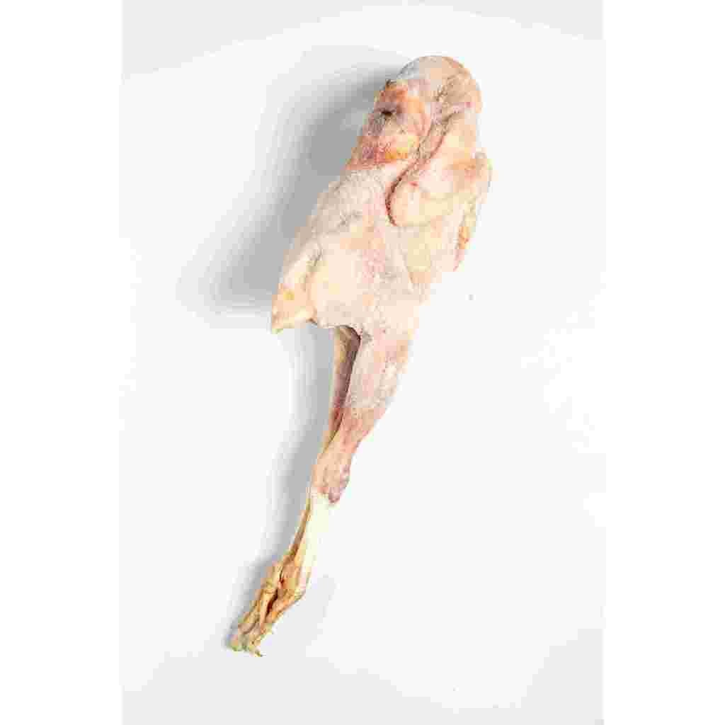 

Ayam pejantan karkas FROZEN 600gram Uk hidupnya 0.9kg/ayam pejantan murah/ayam pejantan idup/