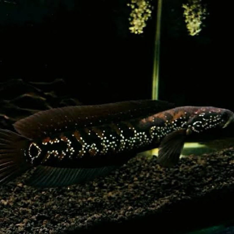 Chana Asiatica WS 10-12cm gondrong Fullmutiara