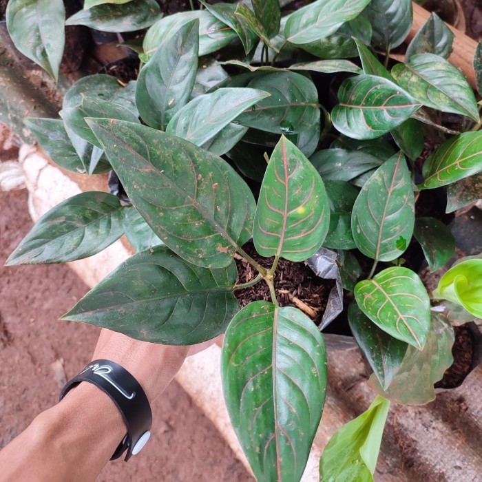 tanaman aglonema rotundum hijau