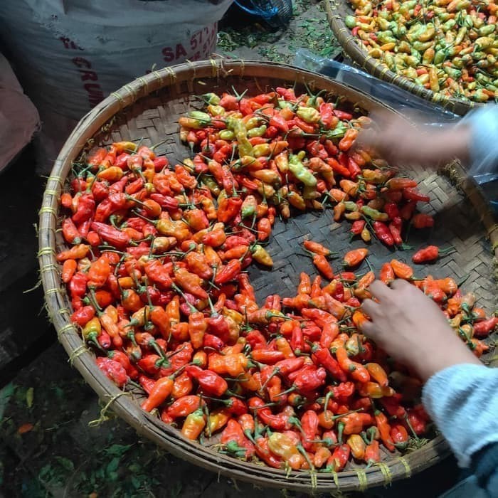 

Cabe Rawit Merah Cengek Domba Cabai Merah 100gr - 500gr