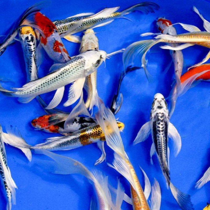 TERMURAH PAKET 4 EKOR KOI SLAYER KUMPAY 15-20CM GRADE A BERKUALITAS