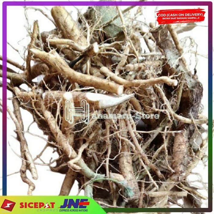 

Akar Sidaguri Segar l Herbal akar Sidaguri ( 500gram )