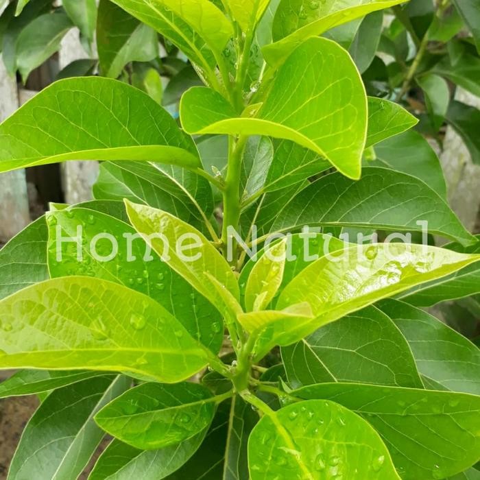 

Daun alpukat segar 250gram / Obat herbal daun alpukat