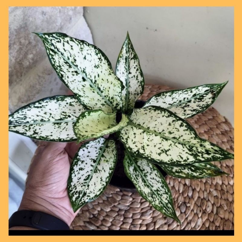 (TANAMAN DEWASA) Tanaman Hias Aglonema Snow White/Aglaonema Snow White