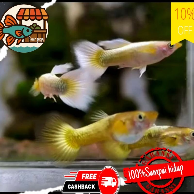Hiasan aquarium hiasan akuarium yellow mikarif yelow micariff guppy sepasang gupi gupy