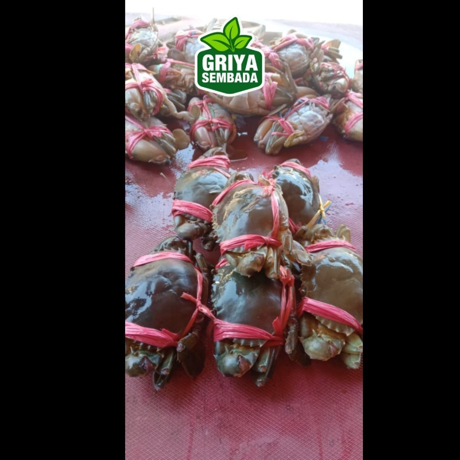 

Baby Crab/Kepiting Hidup 1KG Griya Sembada